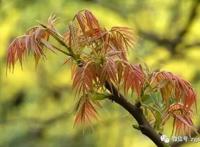 香椿芽的营养价值，香椿可以怎么吃 香椿芽的功能与作用