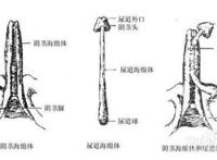 恢复海绵体最好的办法