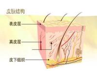 什么是角质层呢 角质层有什么作用呢