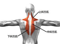 斜方肌的作用 斜方肌有什么作用