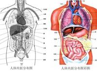 人体器官分五脏六腑器官分布图，带你了解五脏六腑位置