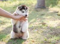 其实大部分人不用打狂犬疫苗（医生不建议打狂犬疫苗）