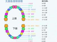 儿童换牙齿顺序和年龄图，按照牙齿上下排左右对称