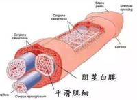 ＂小弟弟＂也来做锻炼让你的丁丁瞬间增大