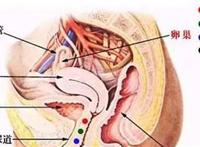 女性a点和u点位置图解，让女人高潮的开关有4个点