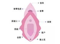 生理科普：阴道到底指什么？女人，请好好了解自己