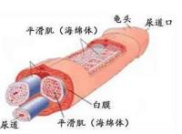 怎样能修复好男人的海绵体呢?