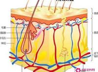 角质层的特点