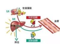 胆固醇和血脂有什么区别