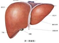 肝损伤的危害你知道吗？