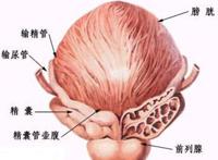 生活中这7个行为正在伤害你的前列腺，伤害前列腺的行为有哪些？