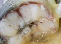 鳗鱼也有强精壮肾的作用？推荐5种补肾壮阳食疗方