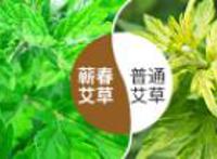 艾草和艾叶的区别有哪些 艾草和艾叶的区别你必须知道