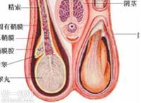 睾丸疾病一般有哪些 总结6种关于睾丸的疾病