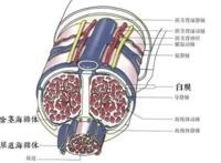 为什么有的男生丁丁是弯的