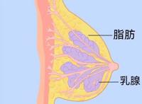 女生胸部真的会越揉越大吗？真相是...