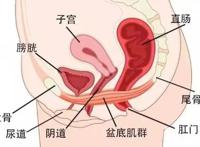 经常做提肛的女生到底有多猛