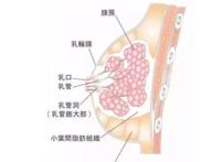 为什么女性胸部不能乱揉？关于胸部的这些知识你知多少