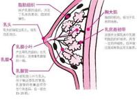 为什么有的女生胸大，有的却胸小