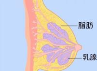 胸太小了怎么办?揉一揉就能变大了……