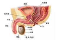 男生前列腺高潮，是一种什么体验