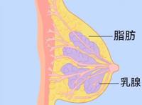 女生的胸部这可不兴乱揉