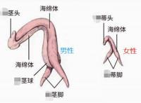 女朋友不让碰私处小豆豆怎么办