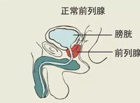 关于前列腺，你应该知道的事