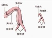 生理科普：你真的了解你的阴蒂吗