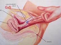 科普:传说中的G点真的存在吗