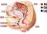 女性敏感区域是哪儿