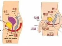 凯格尔运动是夹哪里