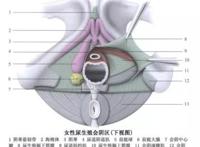 前列腺相当于女性的什么