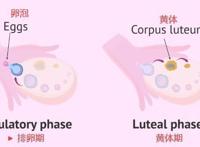 黄体在哪个位置