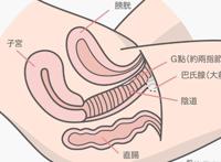 女性外部生殖结构详解（附示意图）