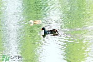 初夏养生 初夏养生小常识