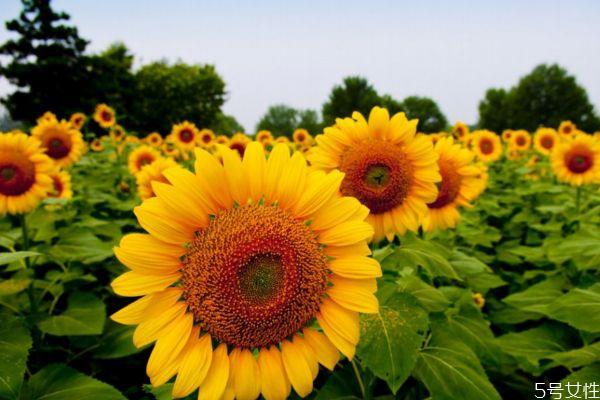 什么是向阳花呢 向阳花有什么作用呢
