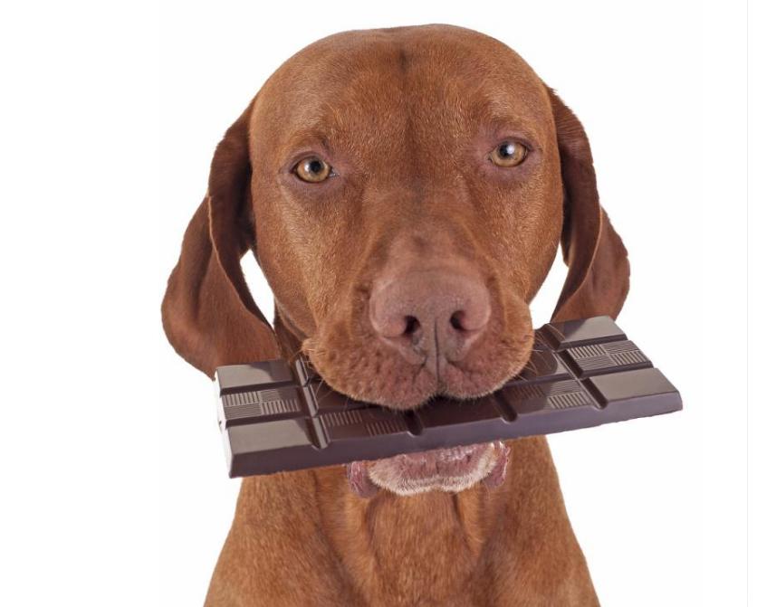 狗狗能吃巧克力吗 狗吃巧克力怎么补救