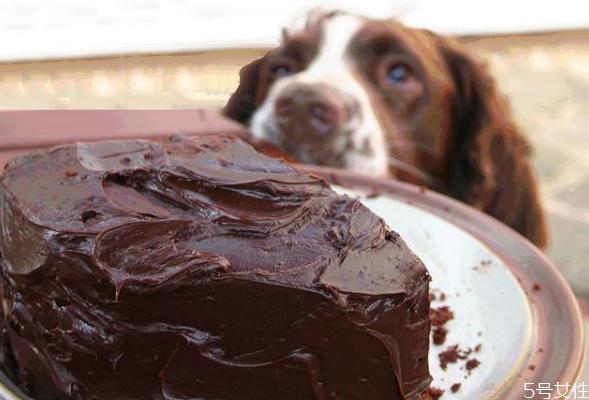 狗狗能吃巧克力吗 狗吃巧克力怎么补救