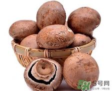 褐菇的营养价值 褐菇的功效与作用