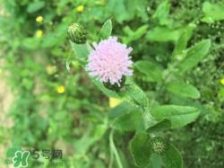 青青菜是什么野菜?青青菜的功效与作用