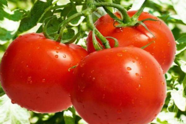 怎样挑选西红柿 挑选西红柿的三个方法