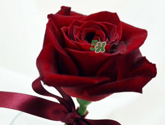 七夕玫瑰花多少钱一朵 七夕节送红玫瑰还是粉玫瑰