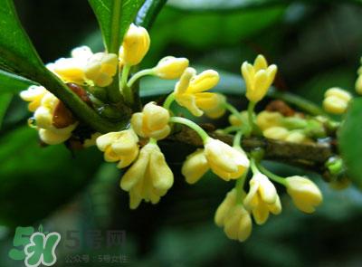 新鲜桂花怎么清洗？新鲜桂花可以冷冻吗？