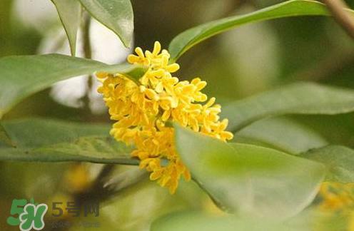 新鲜桂花怎么清洗?新鲜桂花可以冷冻吗?