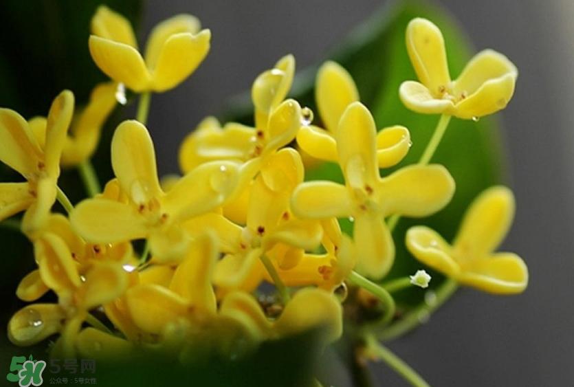 新鲜桂花怎么清洗?新鲜桂花可以冷冻吗?