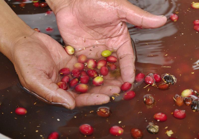麝香猫咖啡的产地是哪里 猫屎咖啡由来介绍
