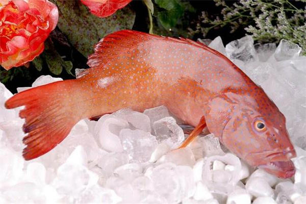 红石斑鱼多少钱一斤 红石斑鱼的做法