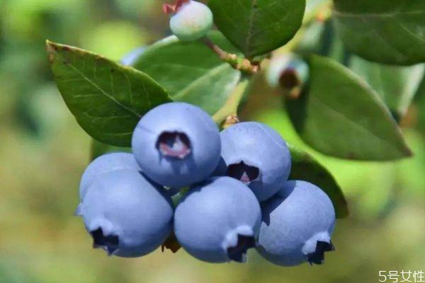 蓝莓一天吃多少合适 蓝莓一天可以吃多少