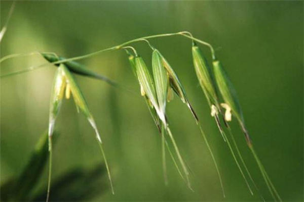 野燕麦是什么 野燕麦的功效与作用